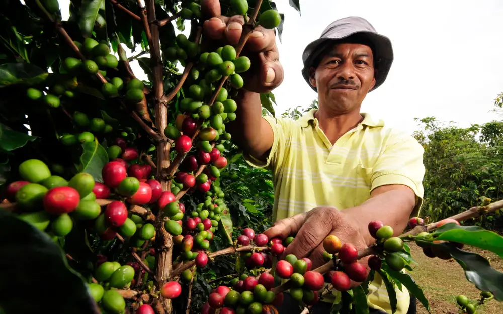 Tour del Café
