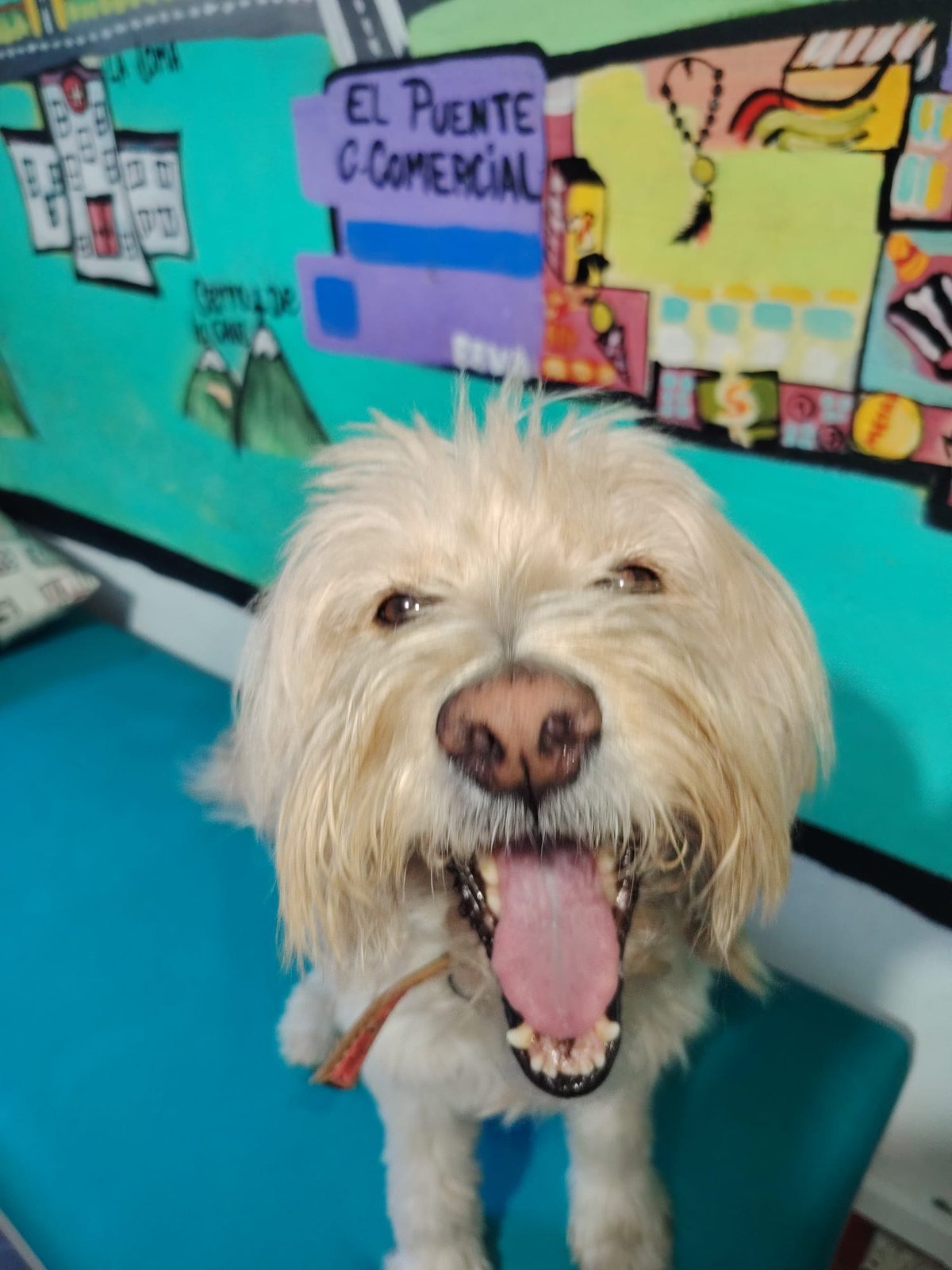 Lulú, the Casona's dog